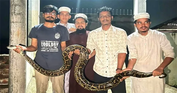 দৈনিক পূর্বকোণ - চট্টগ্রামের দৈনিক চট্টগ্রাম বিশ্ববিদ্যালয়ে ১৪ ফুটের বার্মিজ অজগর উদ্ধার